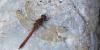 Sympetrum striolatum